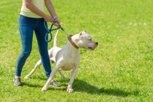 Argentine dog with owner in the park