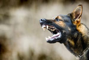 Closeup of a dog baring its teeth and growling