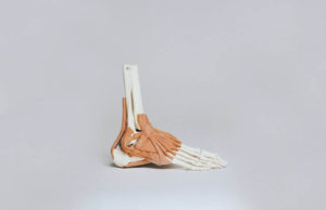 skeletal foot with muscle and ankle shown.